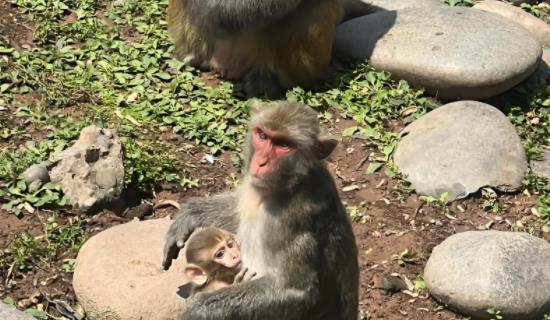 生態(tài)因子生物多樣性監(jiān)測系統(tǒng)方案 實時監(jiān)測為生物多樣性保護(hù)政策制定